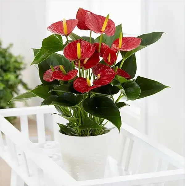 CC3A2yhE1BB93ngmC3B4nCC3A2ymC3B4ntro28ColocasiaAlocasia