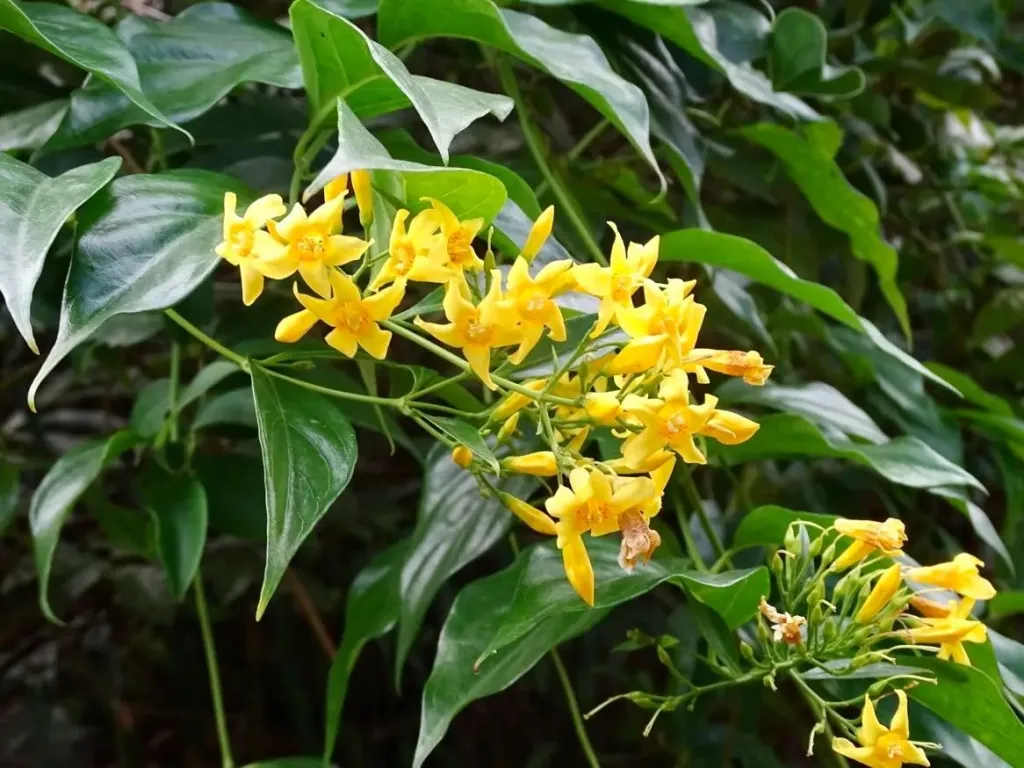 Gelsemium elegans 172132805